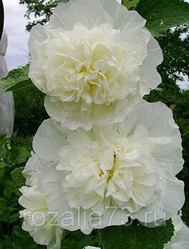 Шток-роза Царевна Лебедь  (белая)