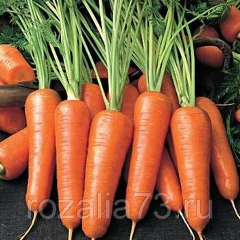 Морковь Рафинад