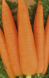 Морковь (драже) Осенний король