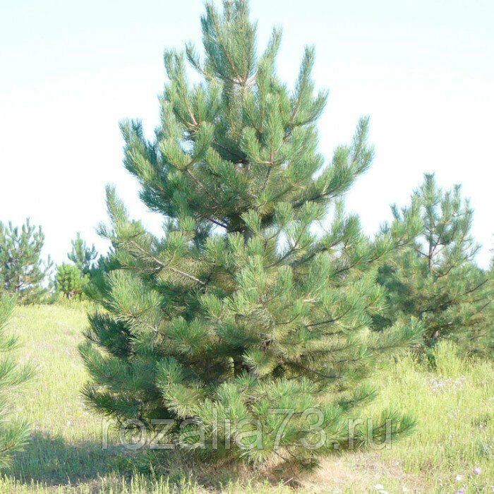 Сосна крымская фото. Сосна Крымская. Сосна Палласова (сосна Крымская),. Pinus nigra pallasiana. Pinus nigra subsp. Pallasiana.